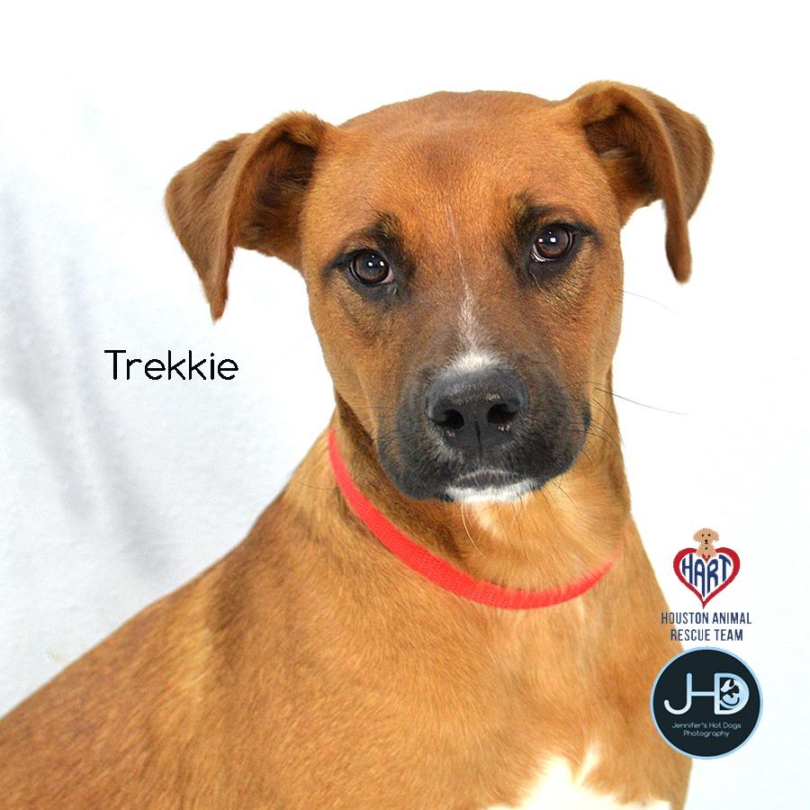 Enlarge Trekkie, a Adoptable mixed breed in Westborough, MA image 1/4