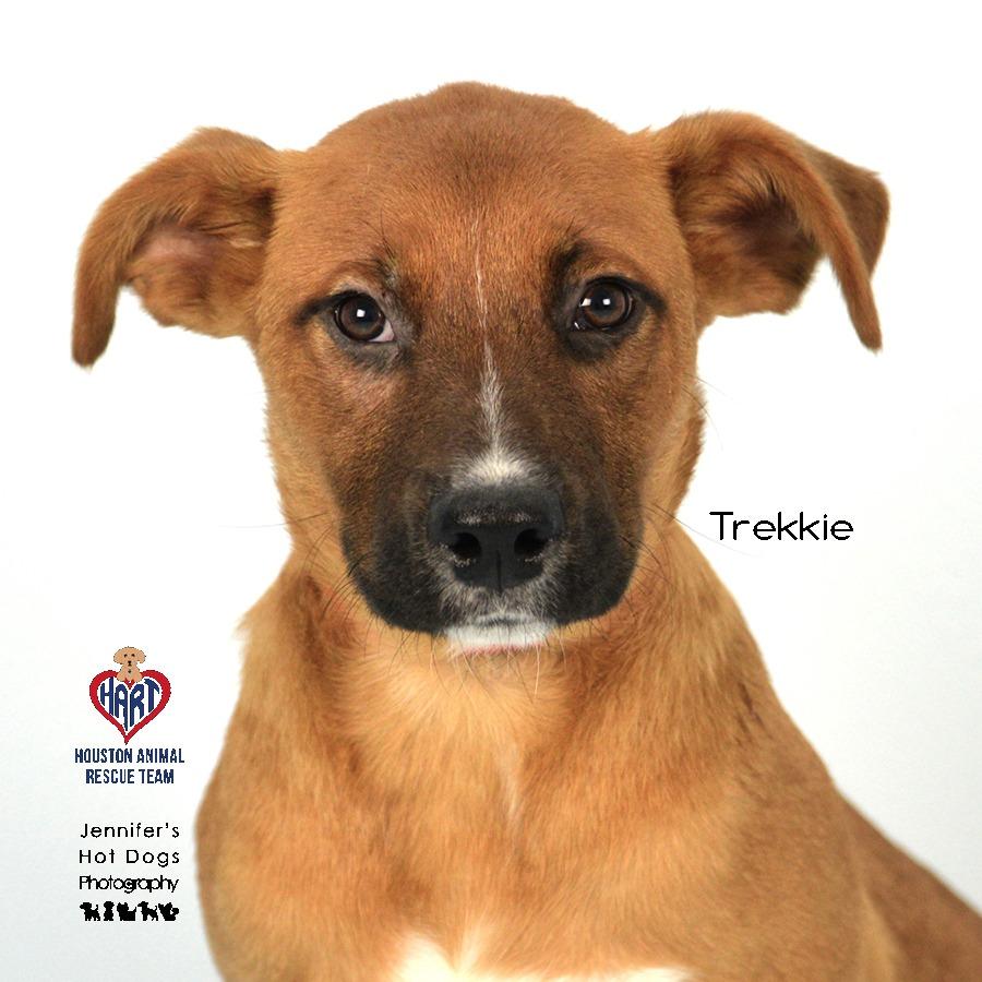 Enlarge Trekkie, a Adoptable mixed breed in Westborough, MA image 2/4