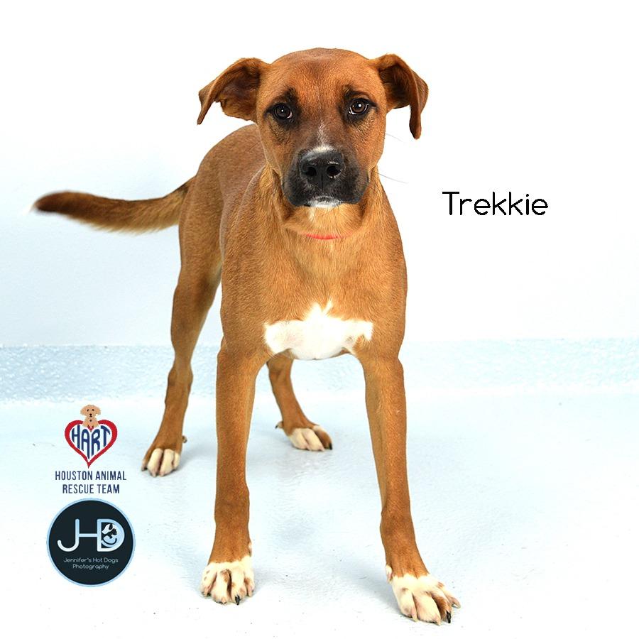 Enlarge Trekkie, a Adoptable mixed breed in Westborough, MA image 3/4