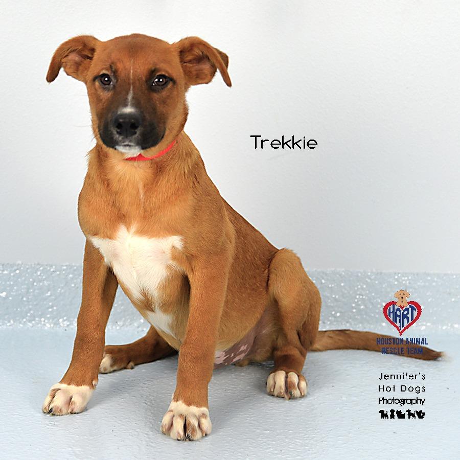 Enlarge Trekkie, a Adoptable mixed breed in Westborough, MA image 4/4