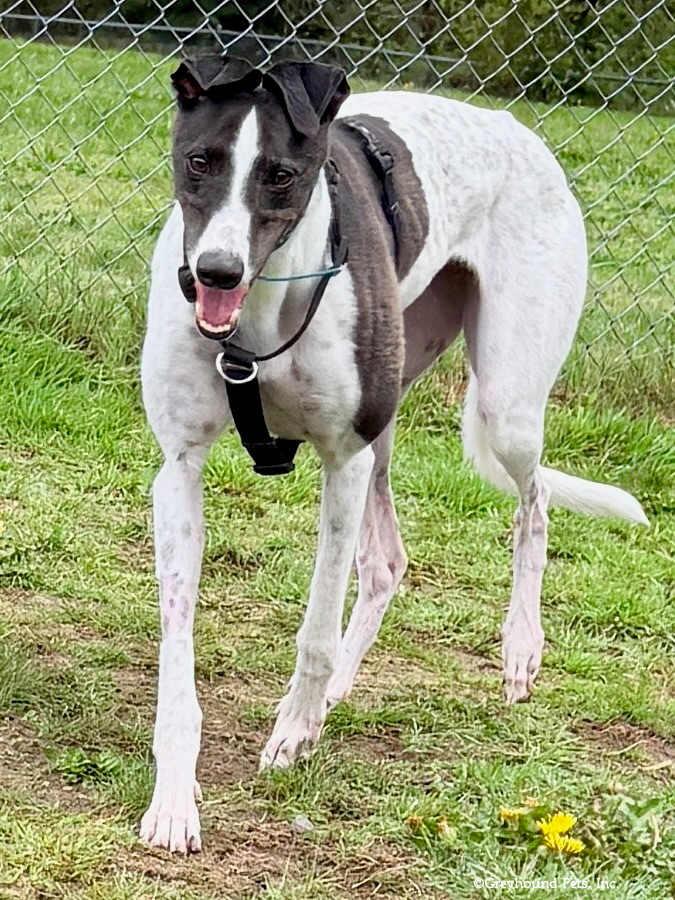 Enlarge Bridie, a Adoptable Greyhound in Woodinville, WA image 1/3