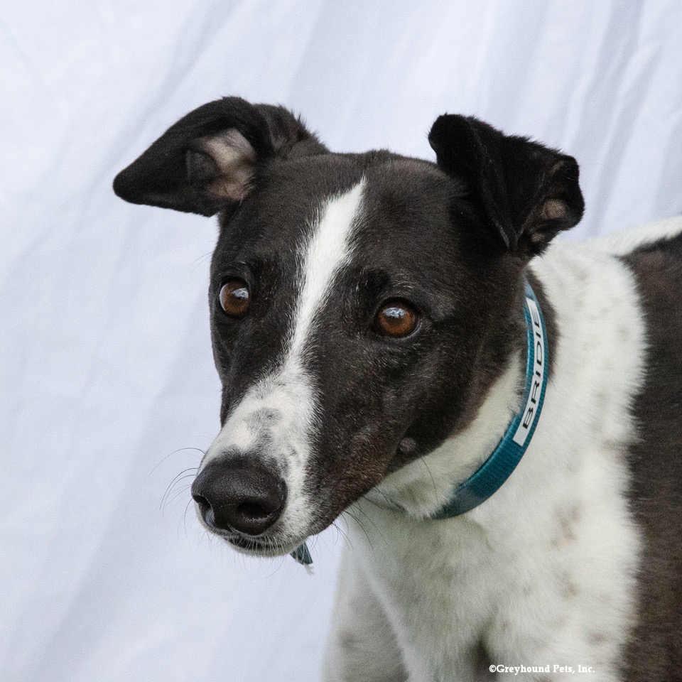 Enlarge Bridie, a Adoptable Greyhound in Woodinville, WA image 2/3