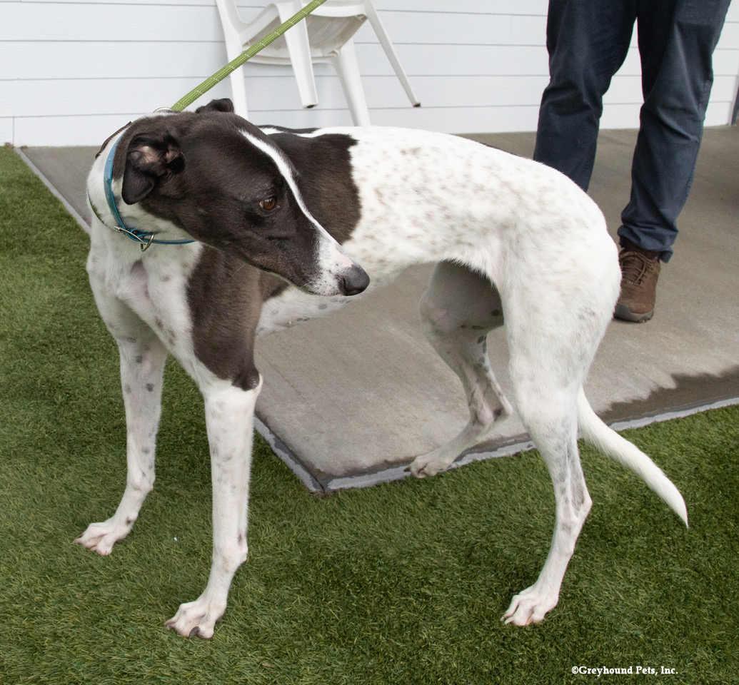 Enlarge Bridie, a Adoptable Greyhound in Woodinville, WA image 3/3