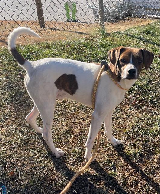 RICKIE BOBBY, Adoptable, Young Male Black Mouth Cur.