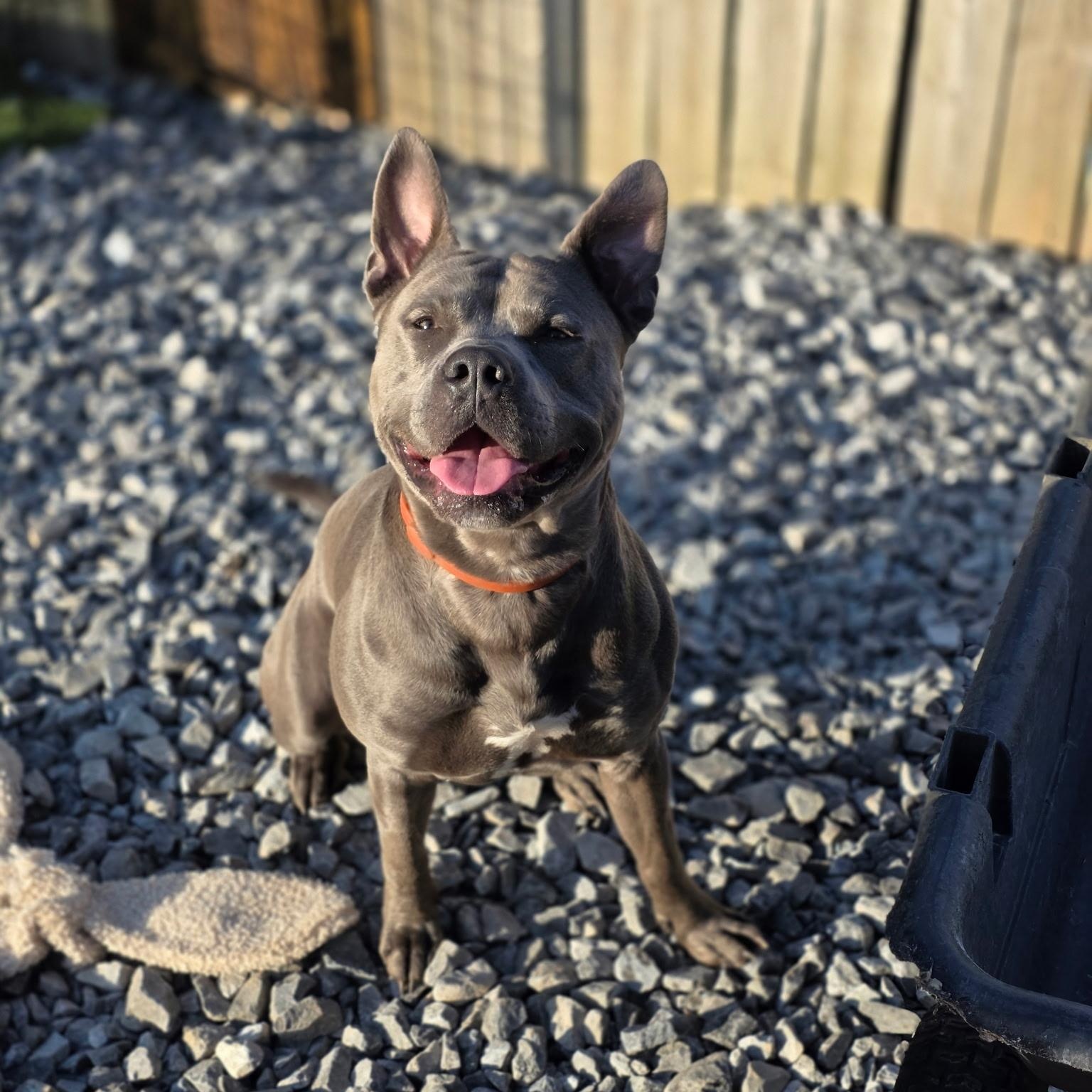 Enlarge King, an adoptable American Staffordshire Terrier in CLARKSVILLE, TN image 1/2