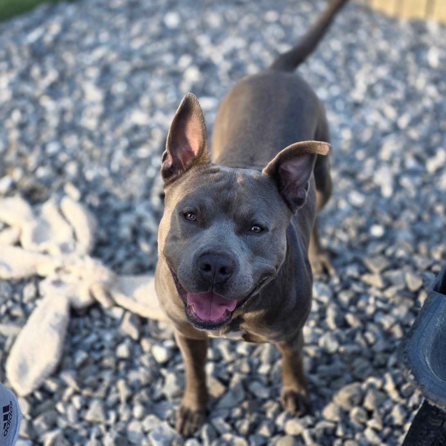 Enlarge King, an adoptable American Staffordshire Terrier in CLARKSVILLE, TN image 2/2