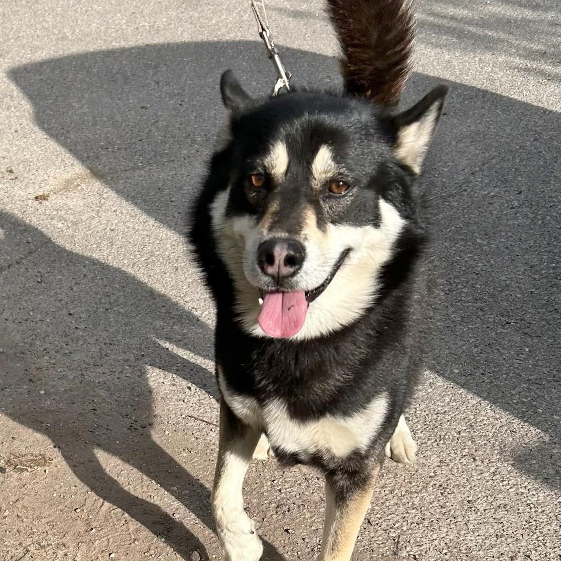 Buddy, ADOPTABLE, Adult Male Husky.