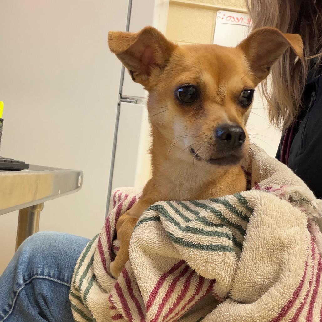 BP, Adoptable, Adult Female Chihuahua.