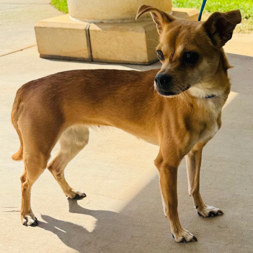 Enlarge BP, a Adoptable Chihuahua in Winston-Salem, NC image 2/3