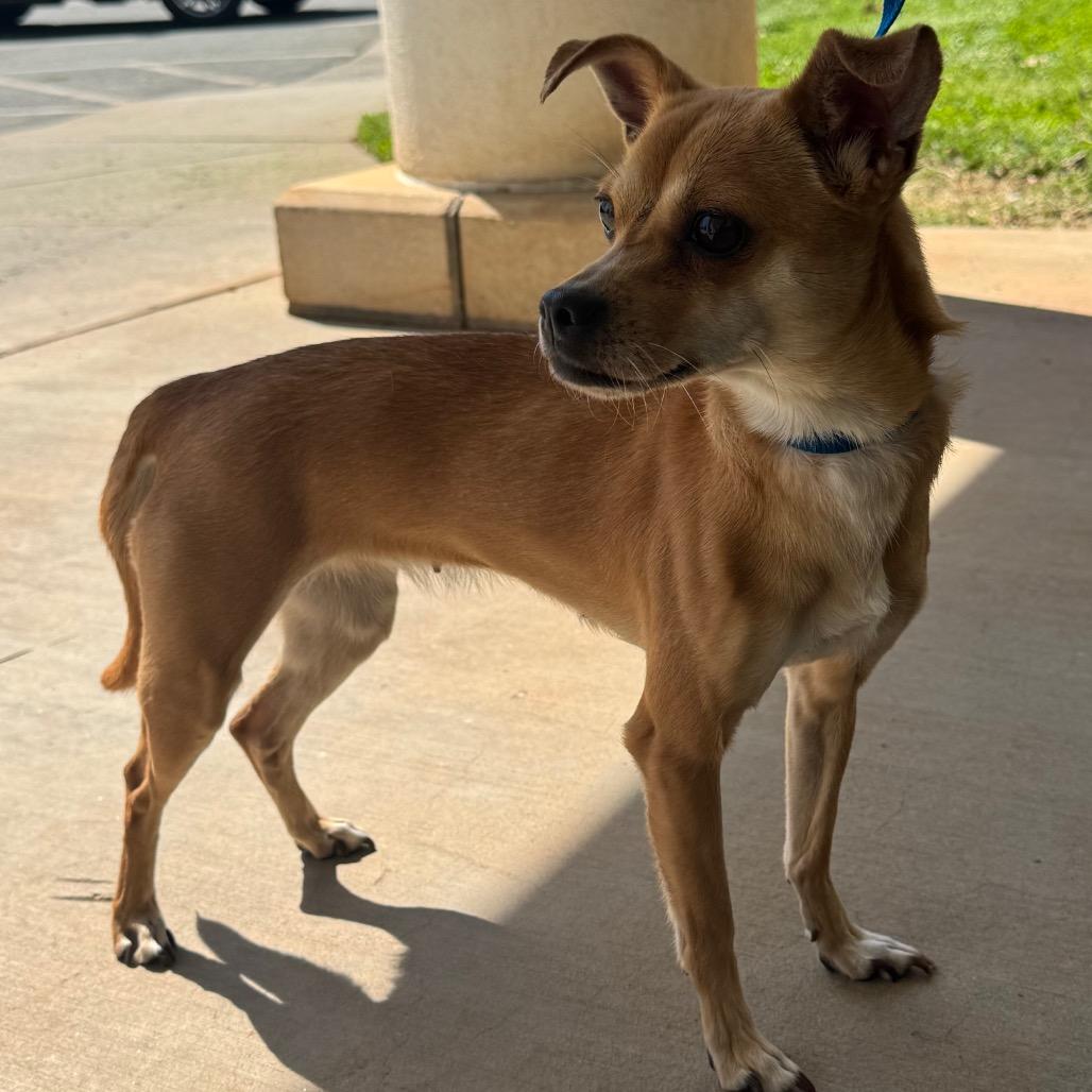 Enlarge BP, a Adoptable Chihuahua in Winston-Salem, NC image 3/3