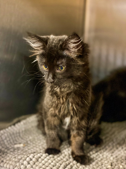Alice, an adopted Domestic Short Hair in Annapolis, MD_image-1