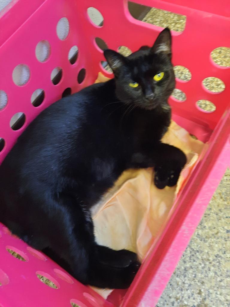 Enlarge Zoe, a Adoptable mixed breed in Fremont, OH image 1/5