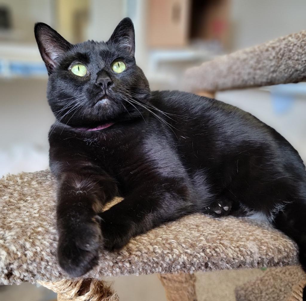 Zoe, Adoptable, Adult Female Domestic Short Hair.