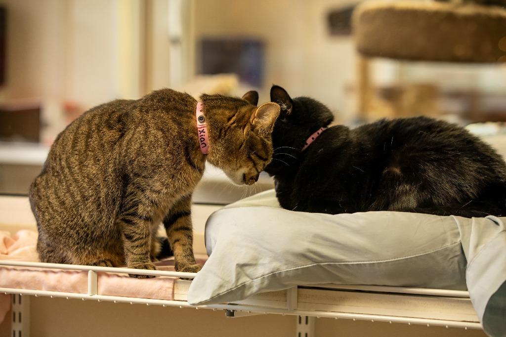 Enlarge Zoe, a Adoptable mixed breed in Fremont, OH image 3/5