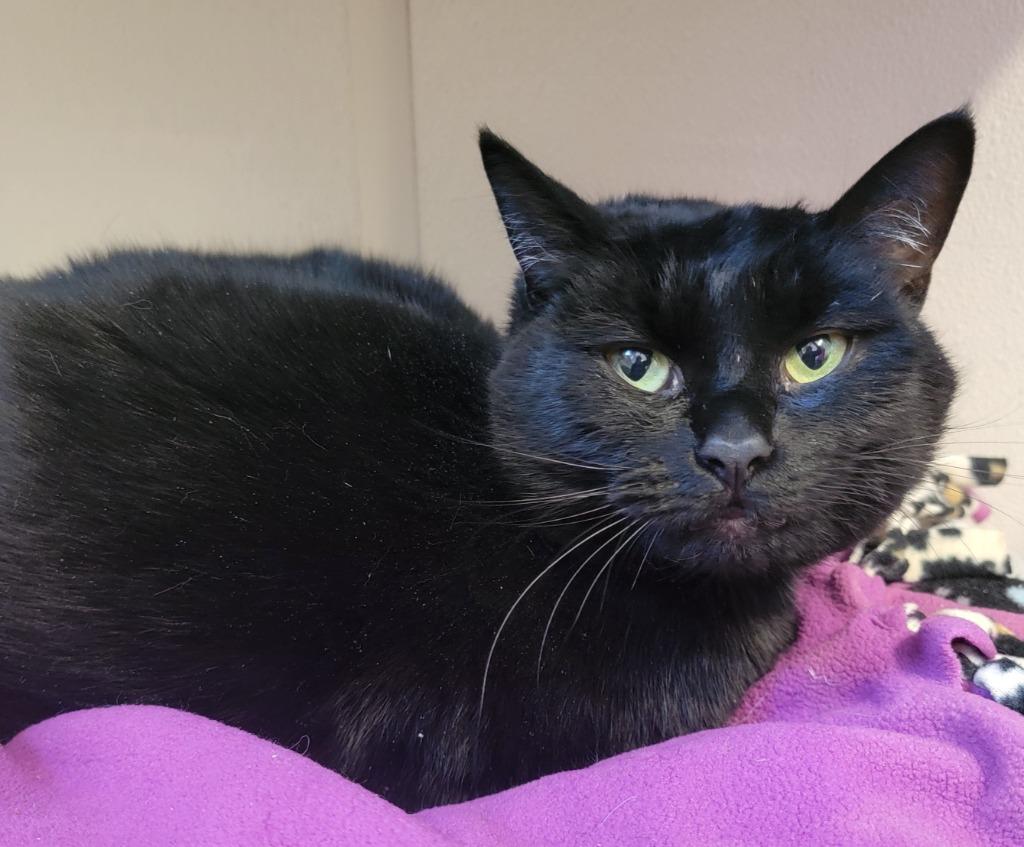 Enlarge Zoe, a Adoptable mixed breed in Fremont, OH image 5/5