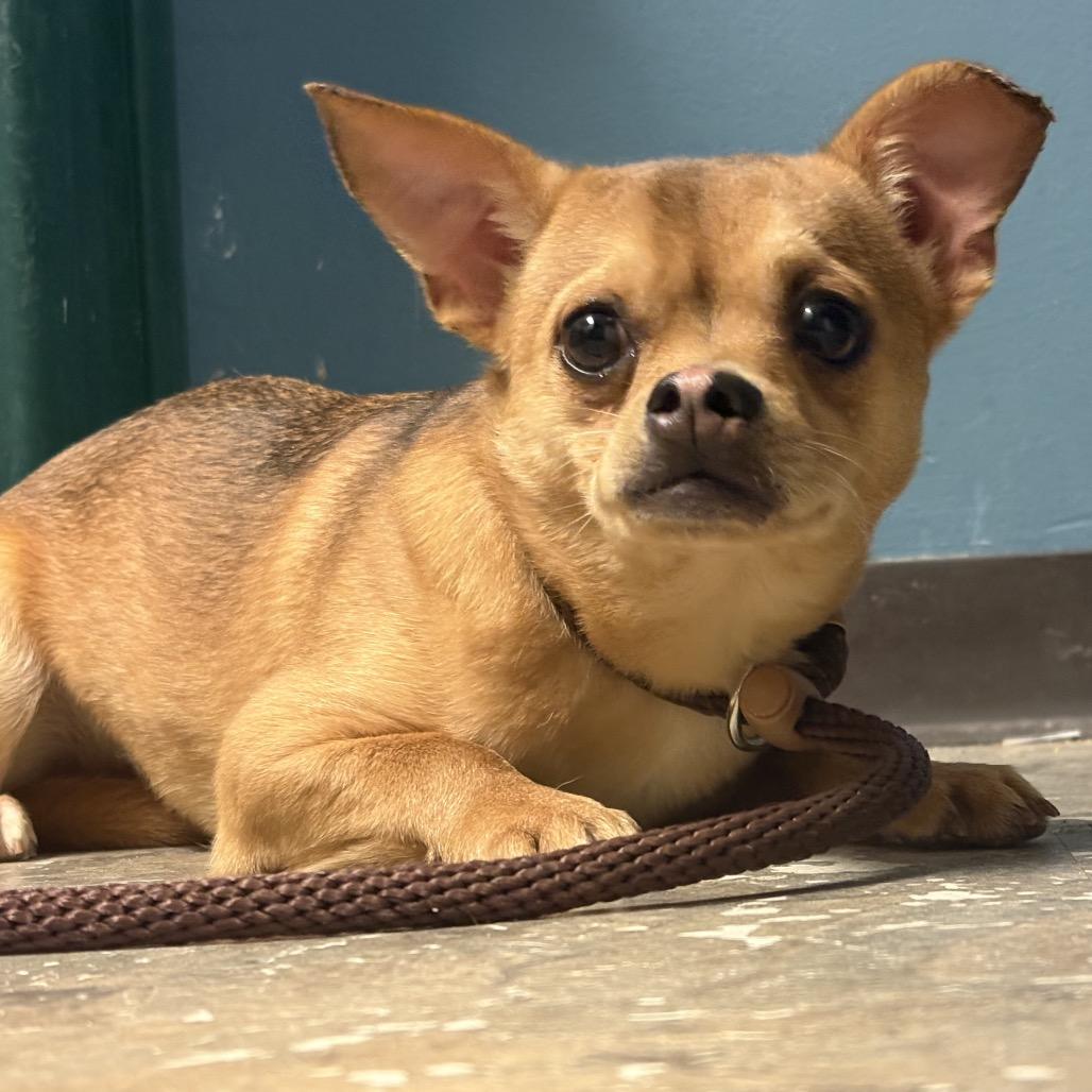 Diet Coke, a Adoptable Chihuahua in West Chester, PA image 2/5