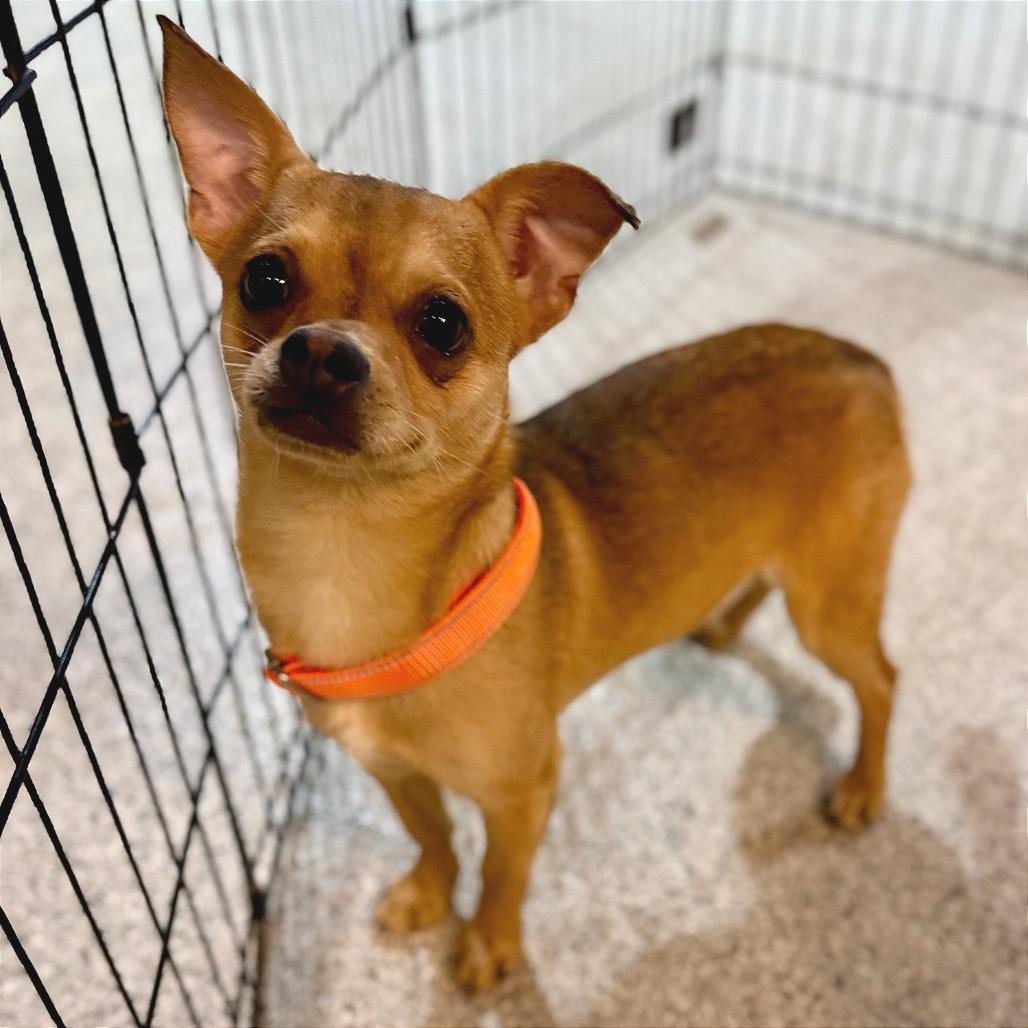 Diet Coke, a Adoptable Chihuahua in West Chester, PA image 3/5