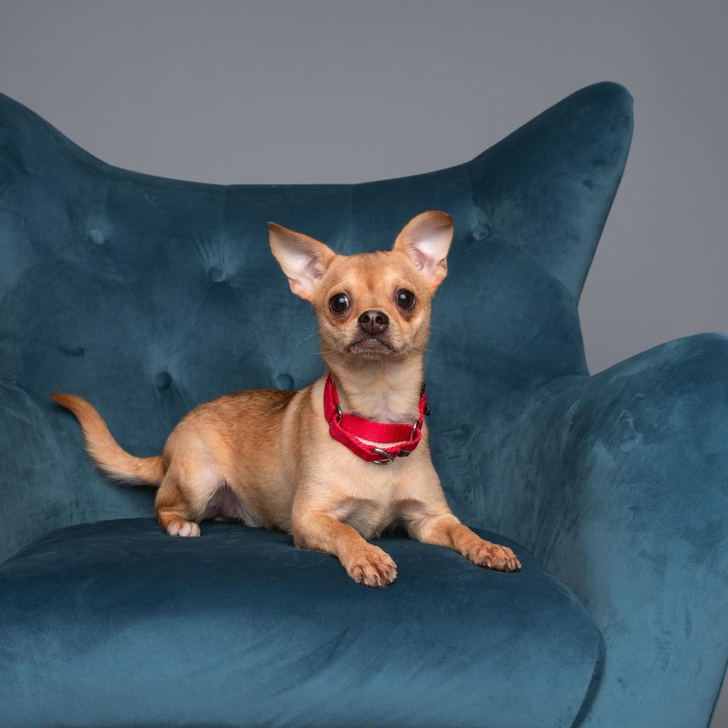 Diet Coke, a Adoptable Chihuahua in West Chester, PA image 4/5