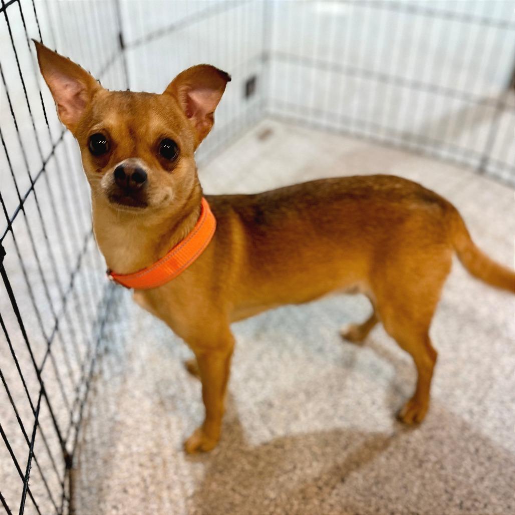 Diet Coke, a Adoptable Chihuahua in West Chester, PA image 5/5