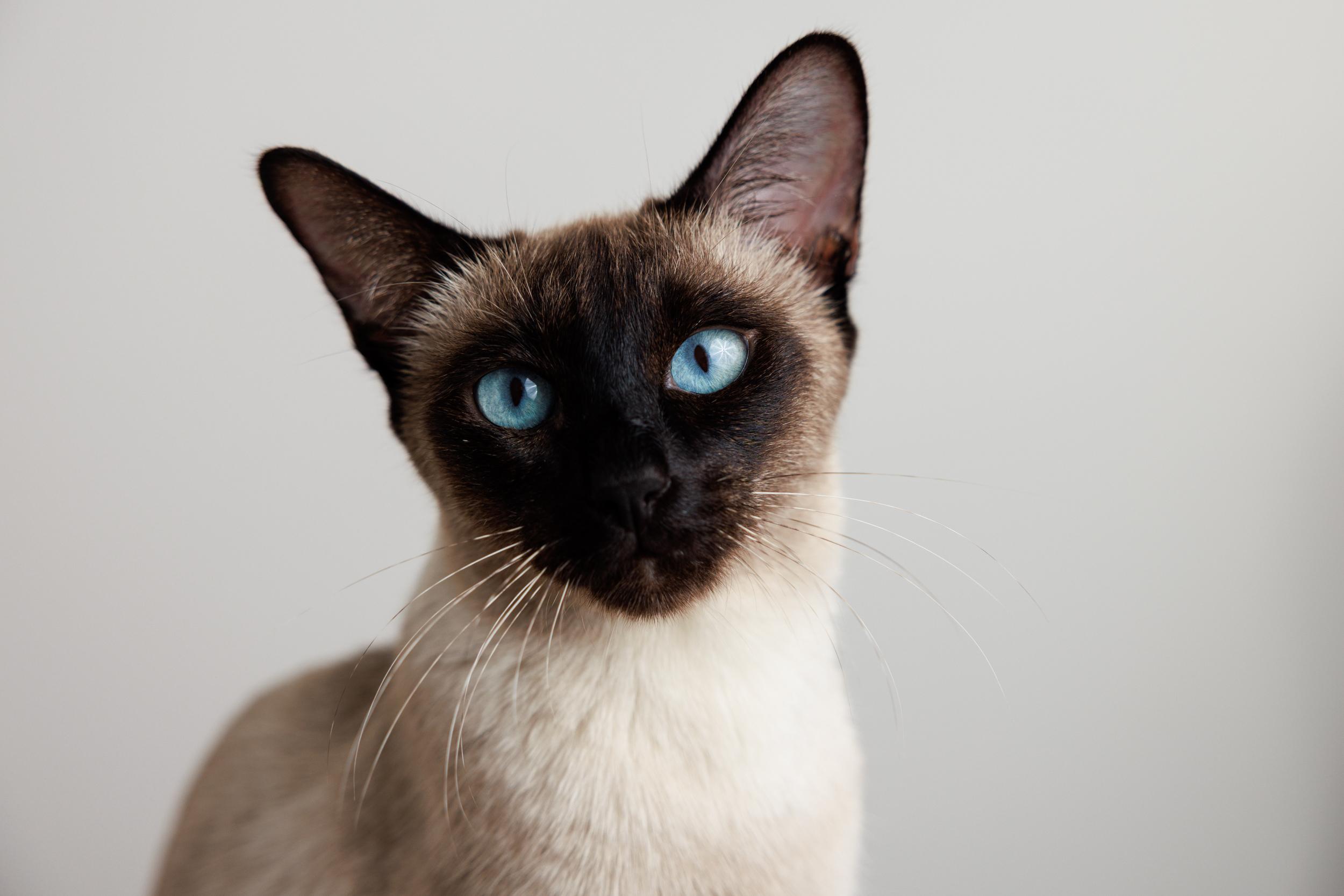 Enlarge Bluebell, a ADOPTABLE Siamese in Montreal, QC image 1/5