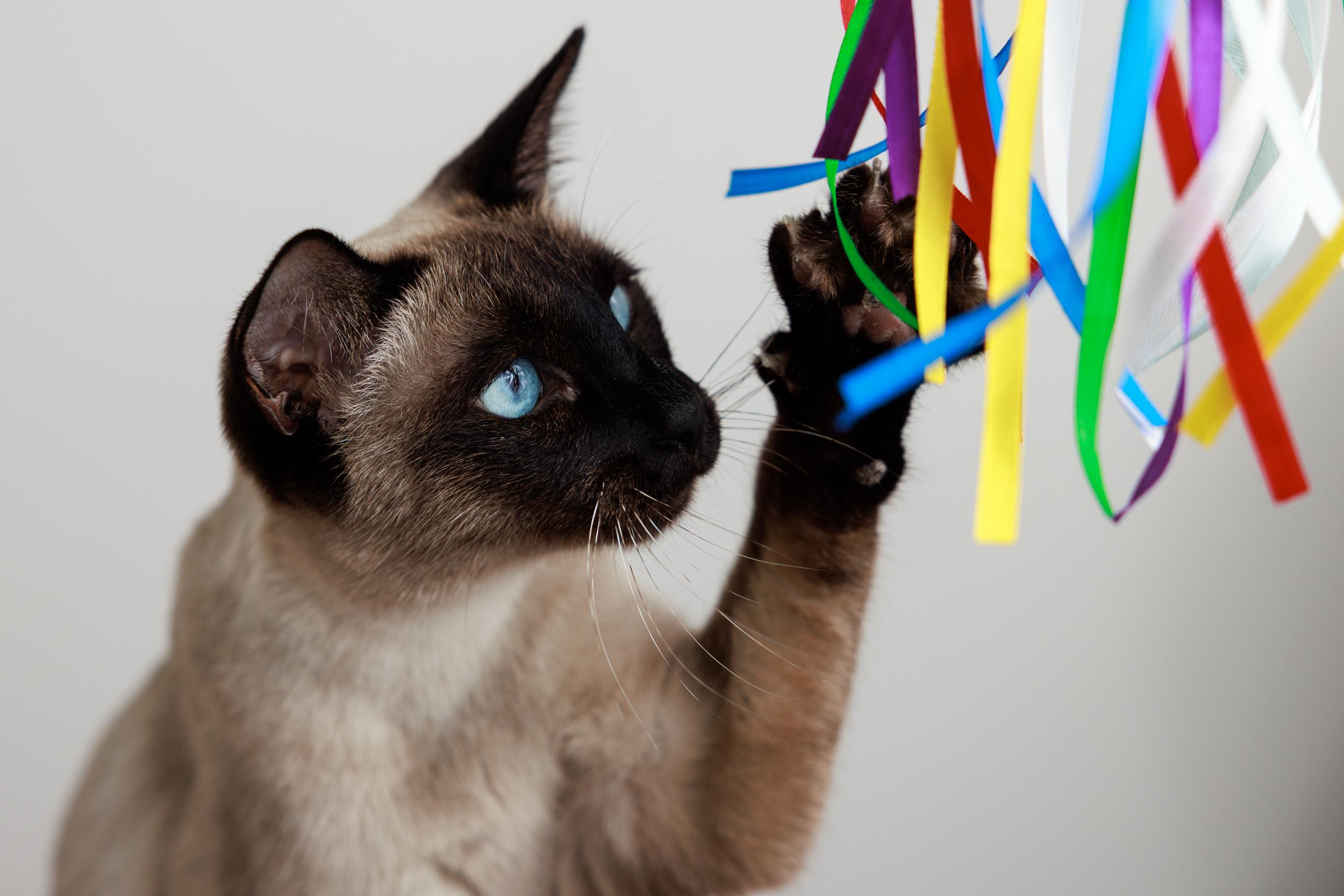 Enlarge Bluebell, a ADOPTABLE Siamese in Montreal, QC image 4/5