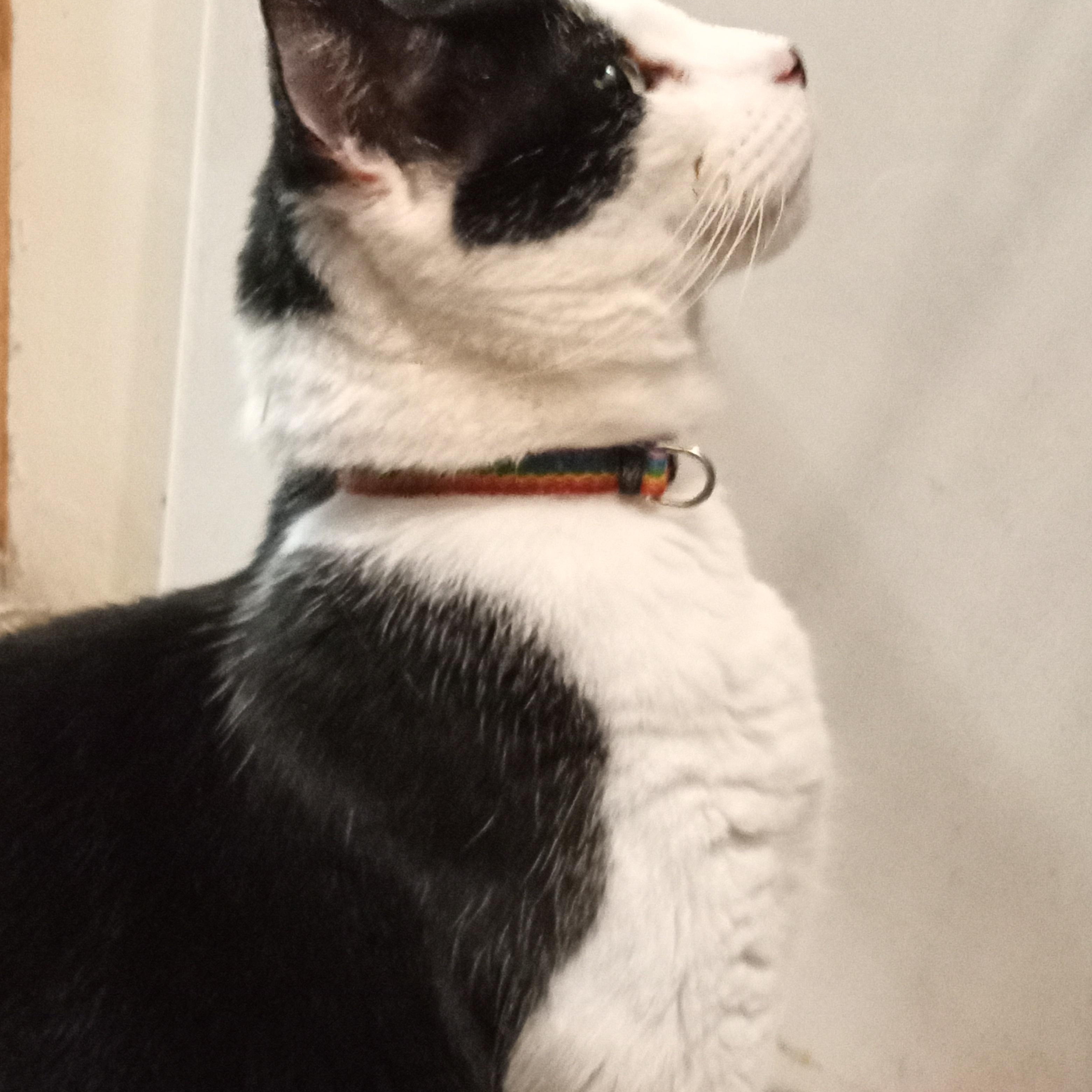 Enlarge Gorby, an adopted Domestic Short Hair in Chehalis, WA image 6/6