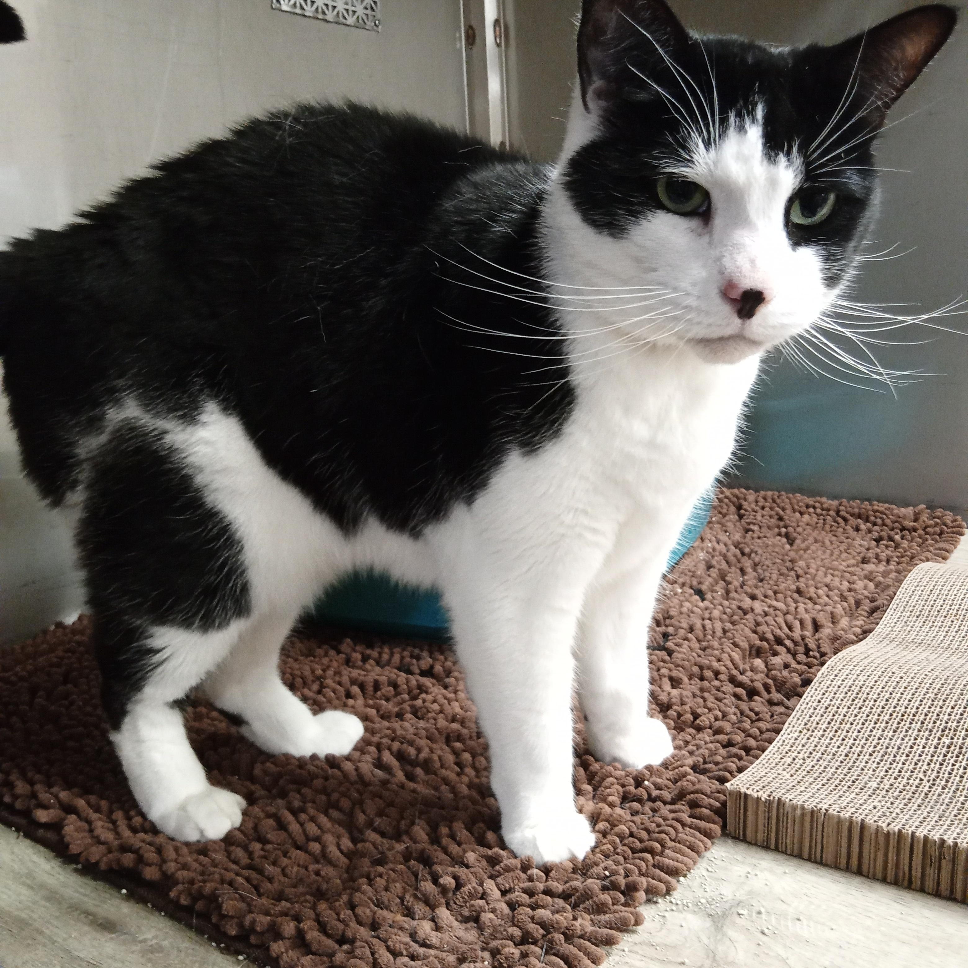 Enlarge Gorby, a Adoptable Domestic Short Hair in Chehalis, WA image 2/5