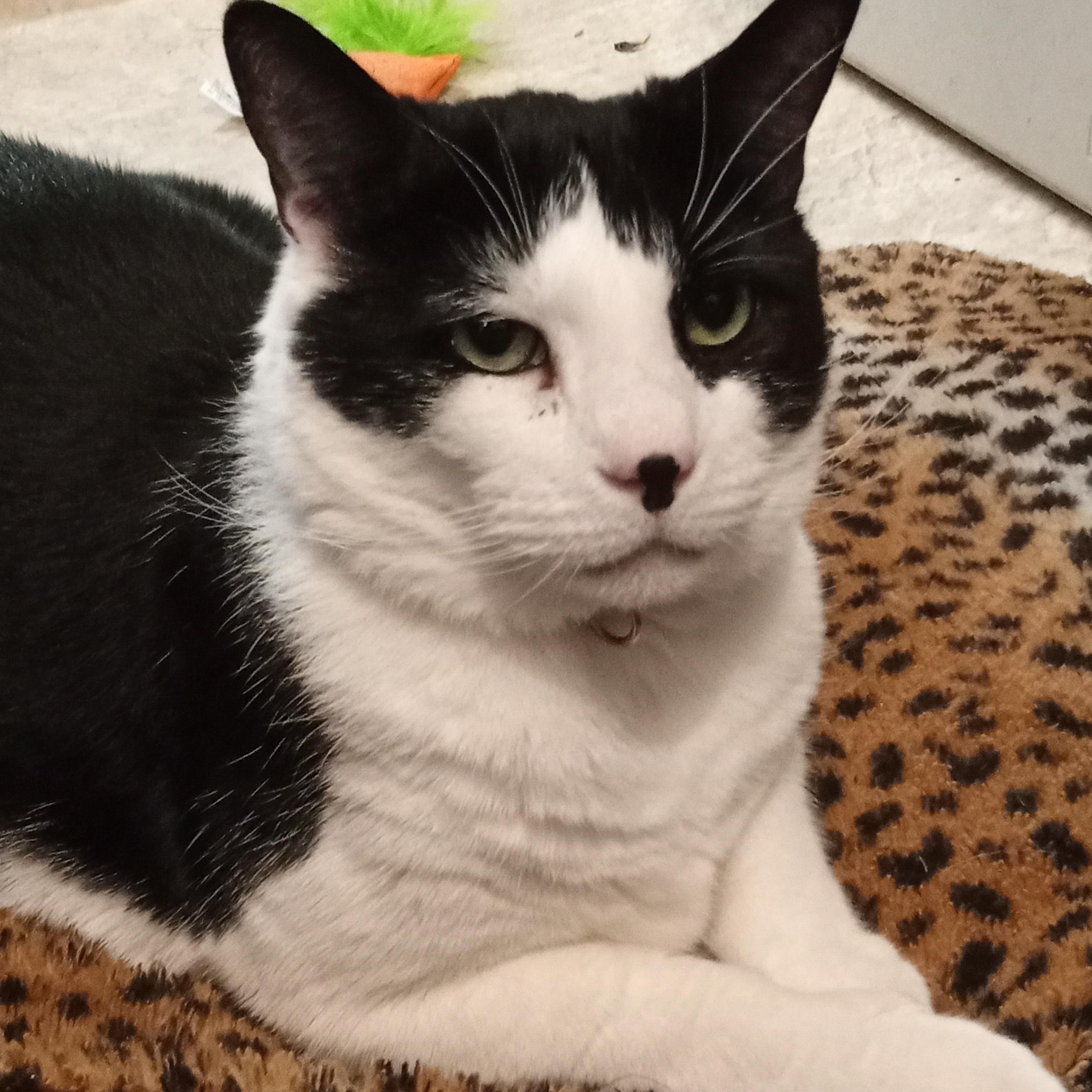 Enlarge Gorby, an adopted Domestic Short Hair in Chehalis, WA image 5/6