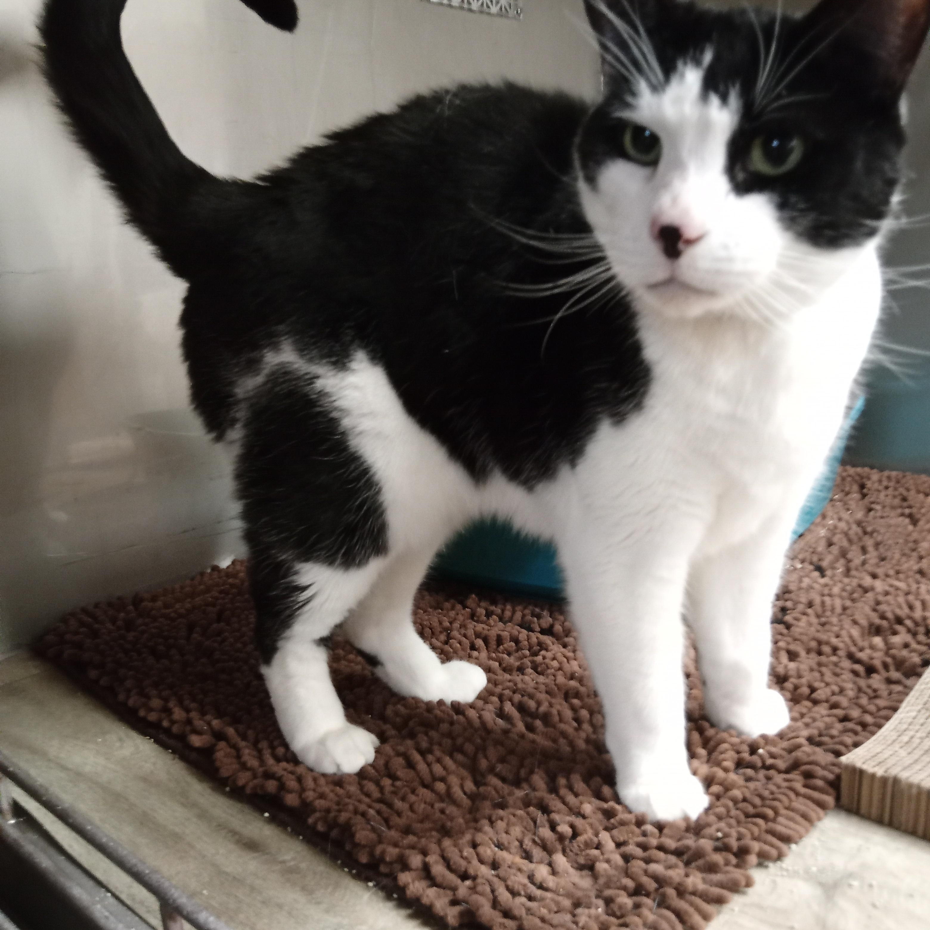 Enlarge Gorby, a Adoptable Domestic Short Hair in Chehalis, WA image 5/5