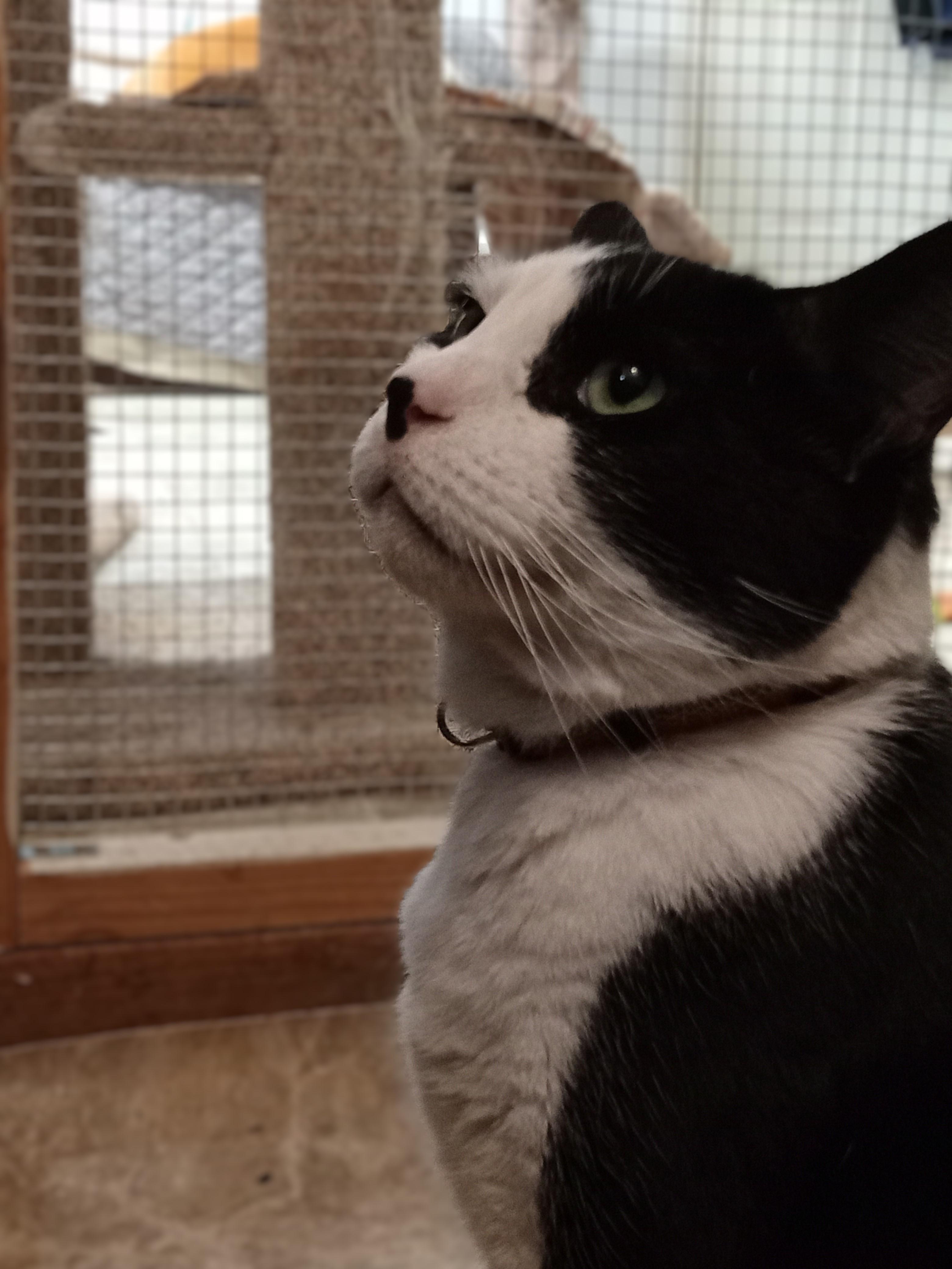 Gorby, adopted, Adult Male Domestic Short Hair.