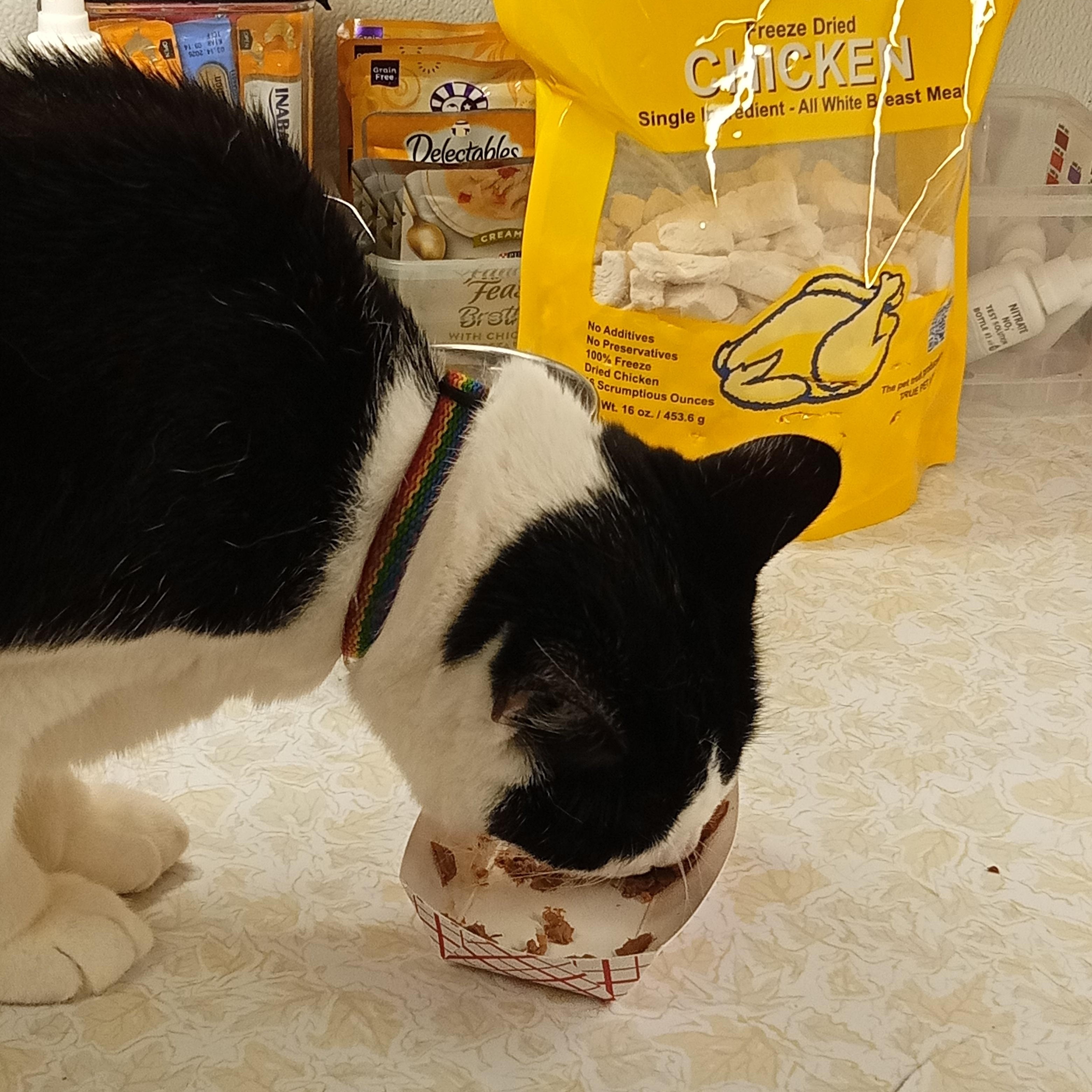 Enlarge Gorby, a Adoptable Domestic Short Hair in Chehalis, WA image 4/5