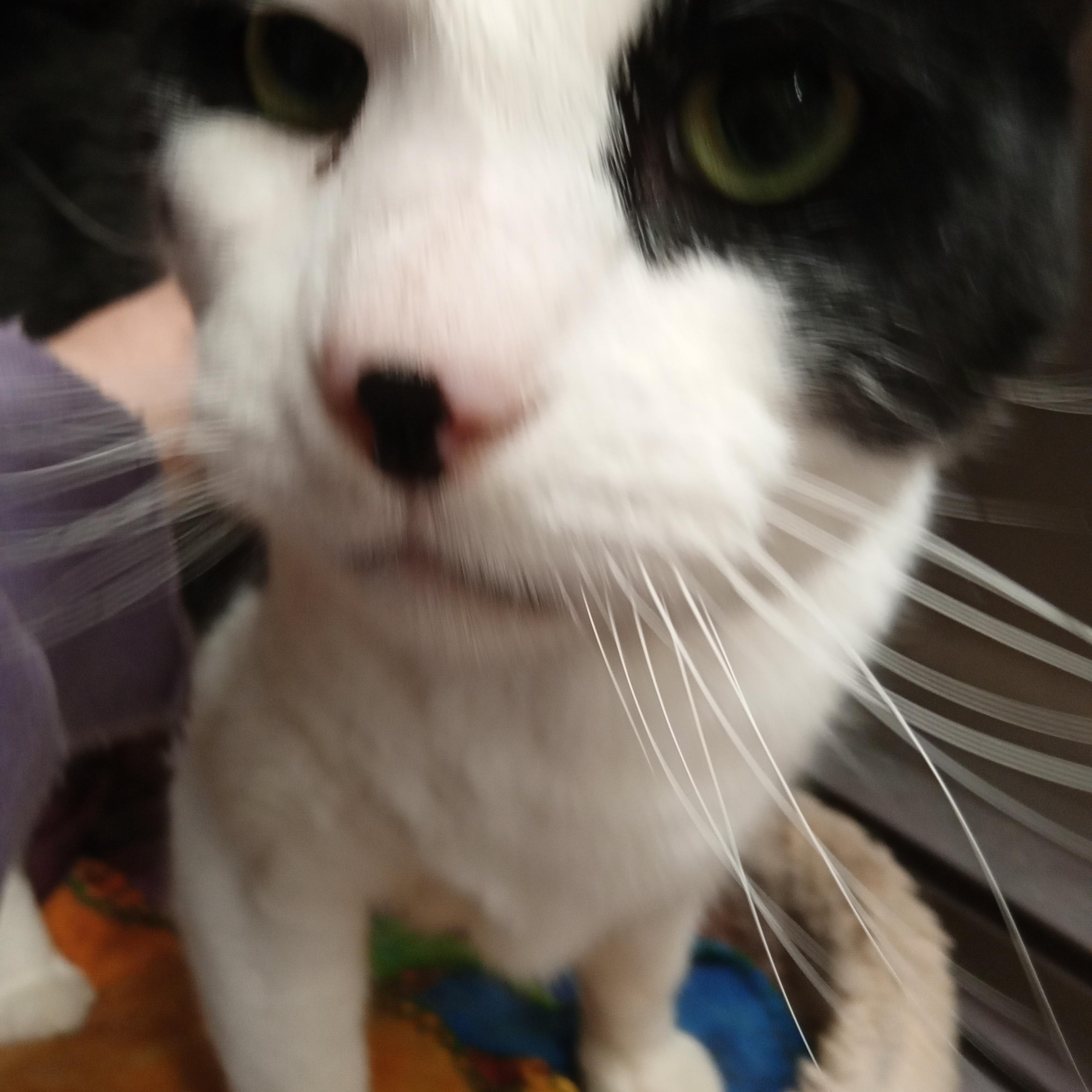 Gorby, Adoptable, Adult Male Domestic Short Hair.