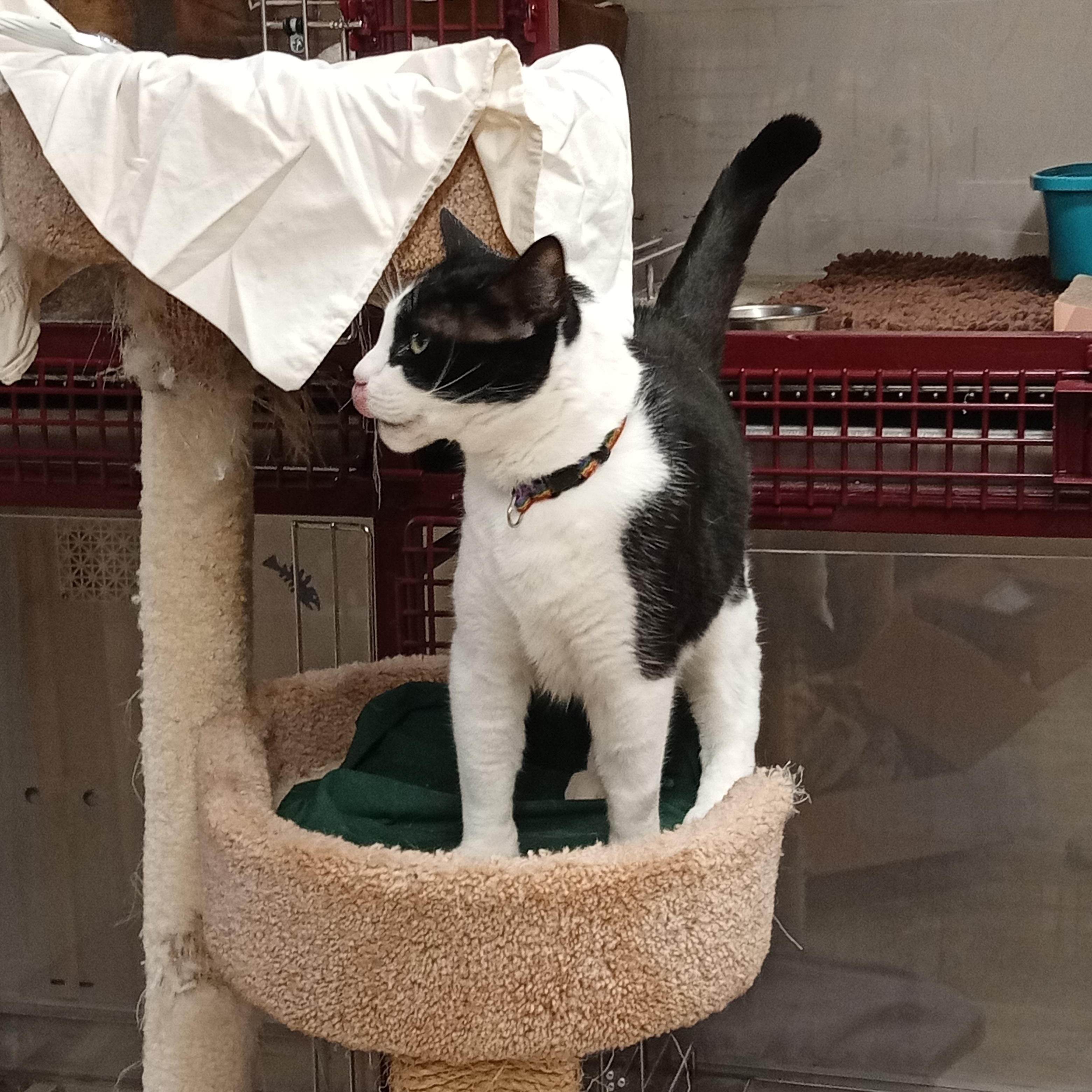 Enlarge Gorby, a Adoptable Domestic Short Hair in Chehalis, WA image 3/5