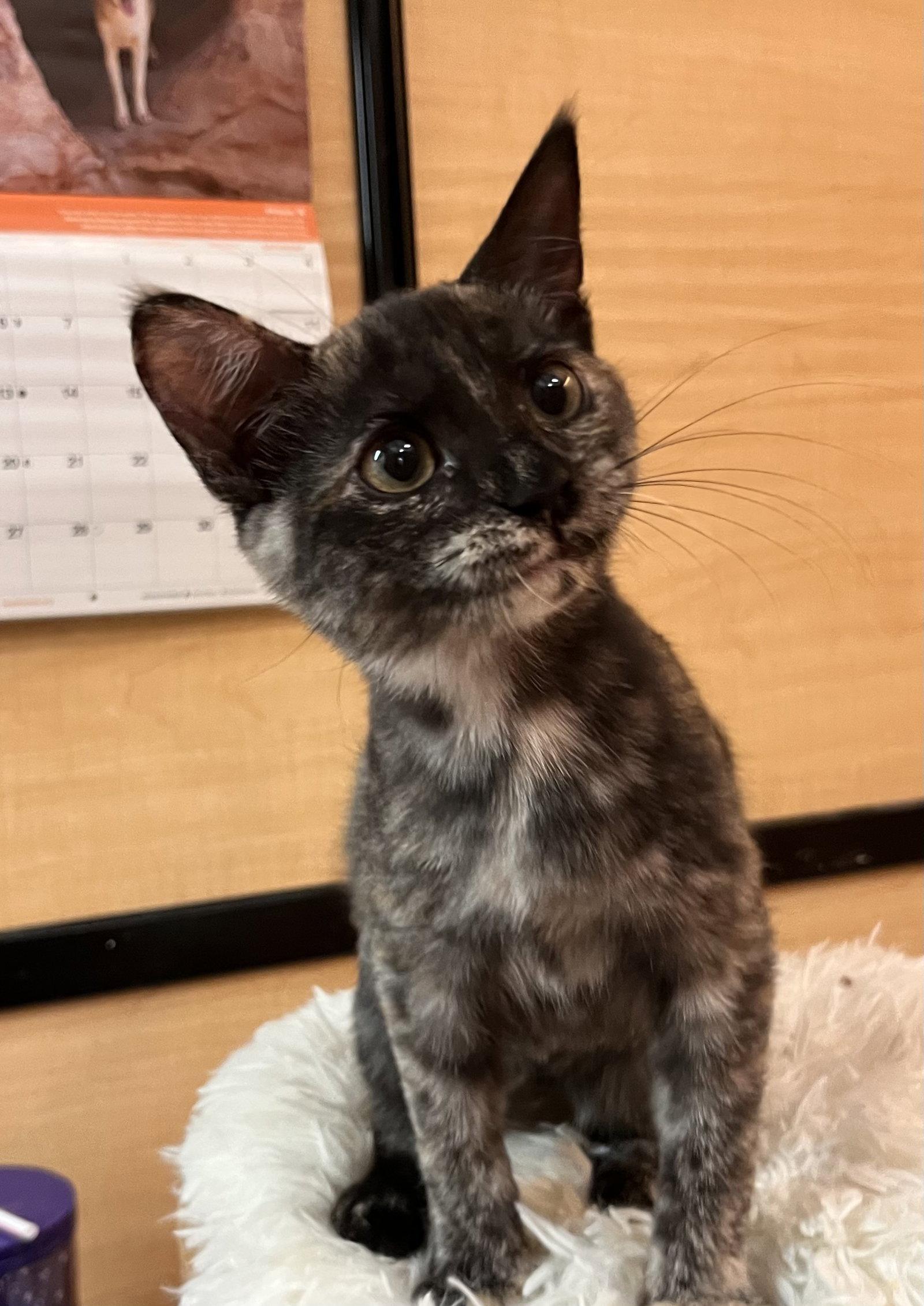 Umma, Adoptable, Young Female Domestic Short Hair.