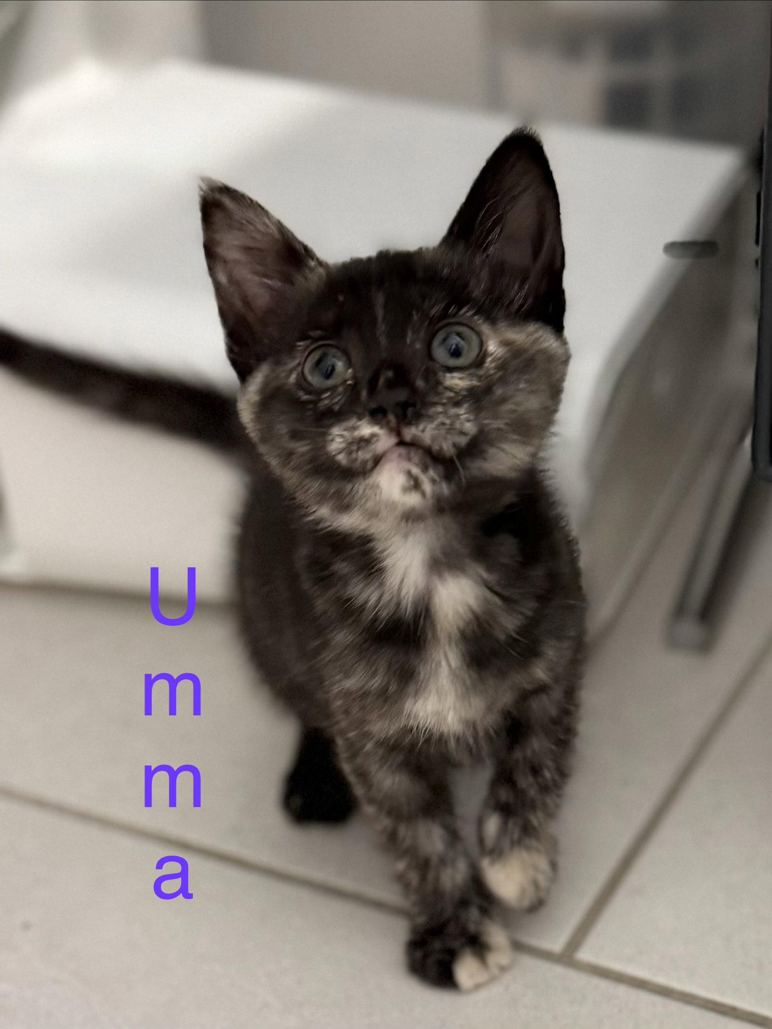 Enlarge Umma, a Adoptable Domestic Short Hair in Scottsdale, AZ image 2/3