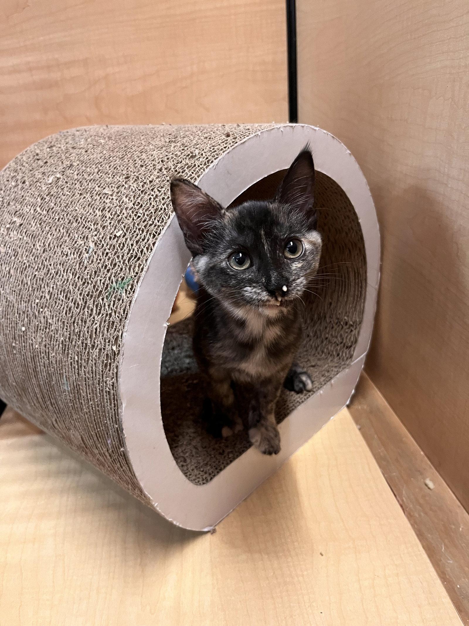 Enlarge Umma, a Adoptable Domestic Short Hair in Scottsdale, AZ image 3/3