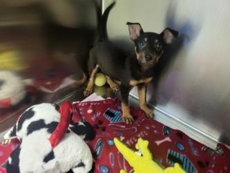 Dior, Adoptable, Puppy Male Cattle Dog & Mixed Breed.