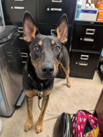 Enlarge Dior, a Adoptable mixed breed in Irving, TX image 3/3