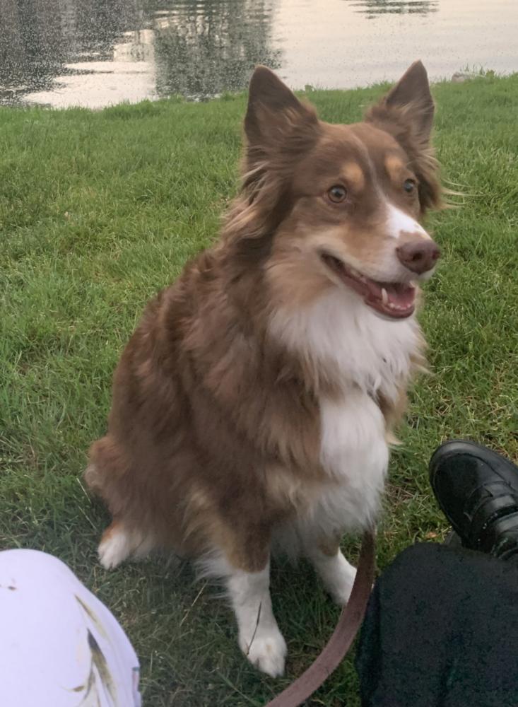 Enlarge 1213 Idabelle, a Adoptable Australian Shepherd in Ringwood, IL image 1/5