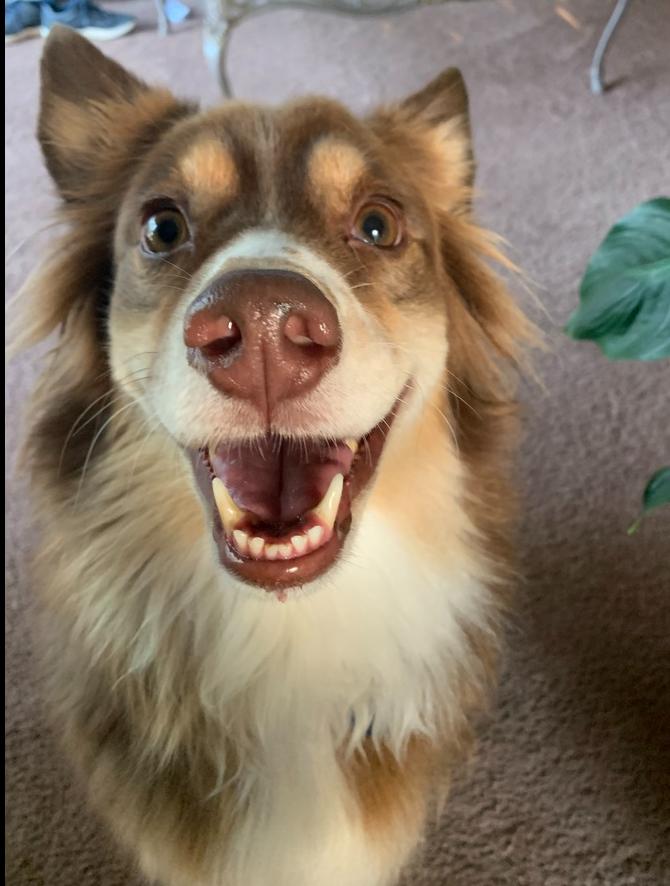 Enlarge 1213 Idabelle, a Adoptable Australian Shepherd in Ringwood, IL image 2/5