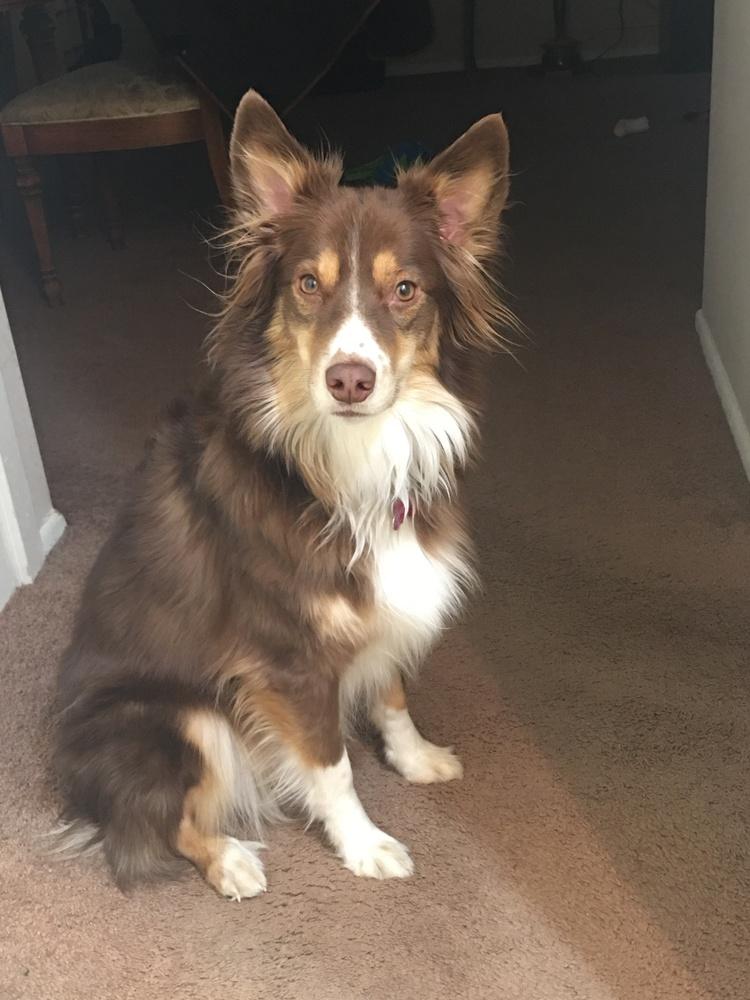 Enlarge 1213 Idabelle, a Adoptable Australian Shepherd in Ringwood, IL image 3/5
