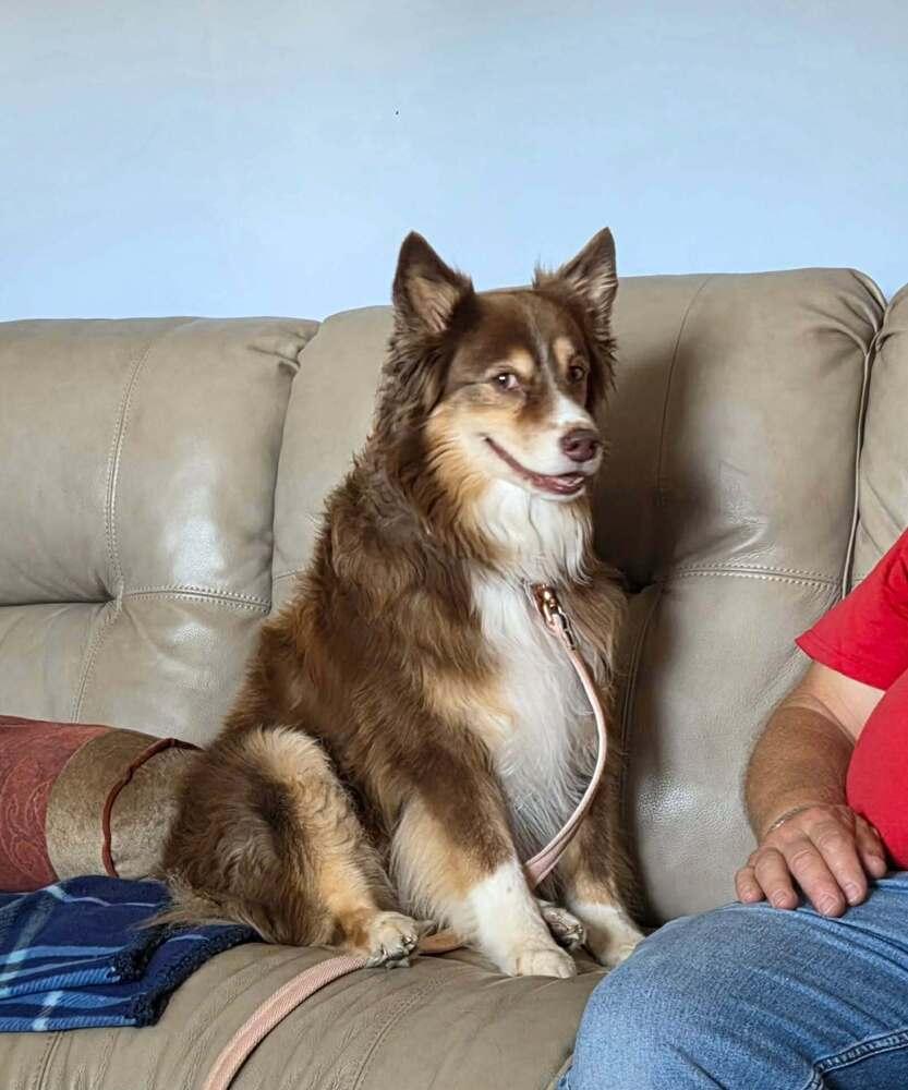Enlarge 1213 Idabelle, a Adoptable Australian Shepherd in Ringwood, IL image 5/5