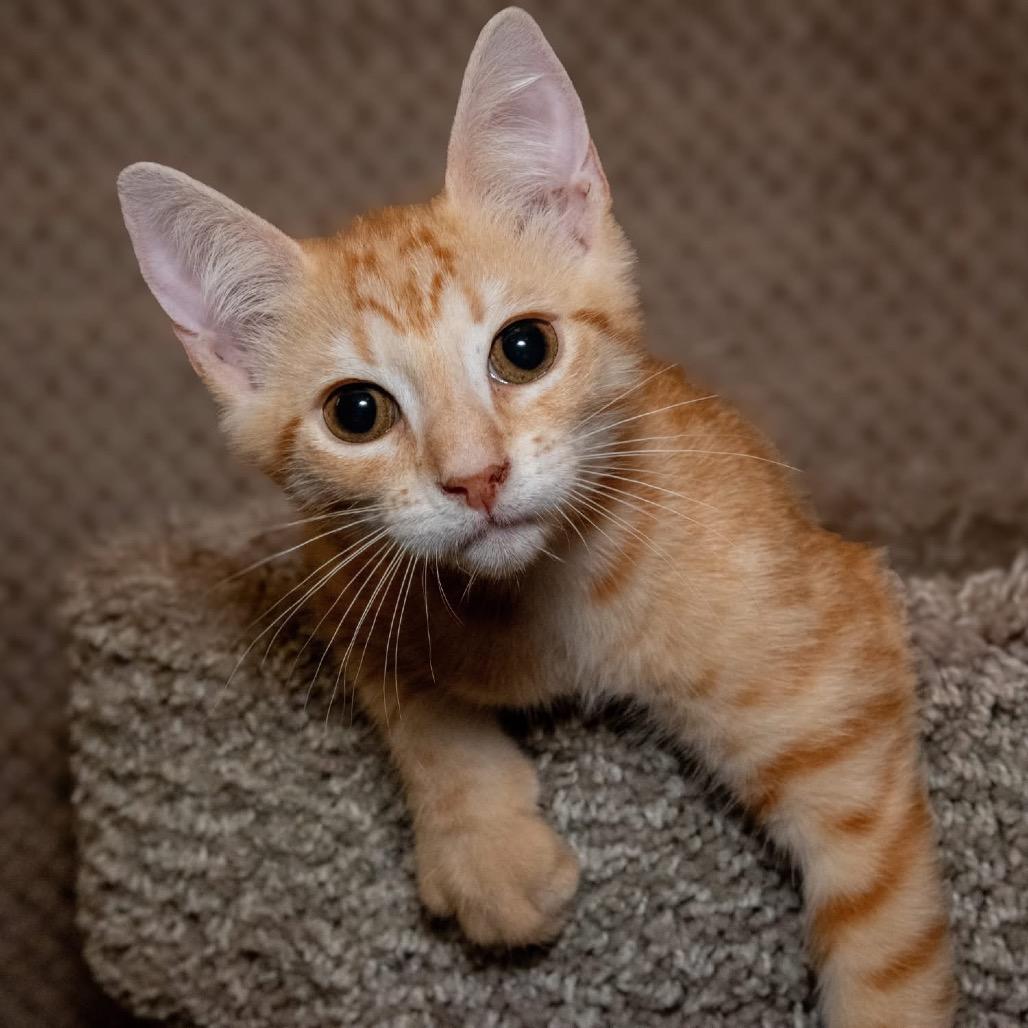 Gannon, Adoptable, Kitten Male Domestic Short Hair & Domestic Short Hair.