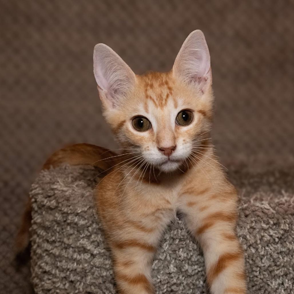 Gannon, a Adoptable mixed breed in Santa Fe, TX image 3/5