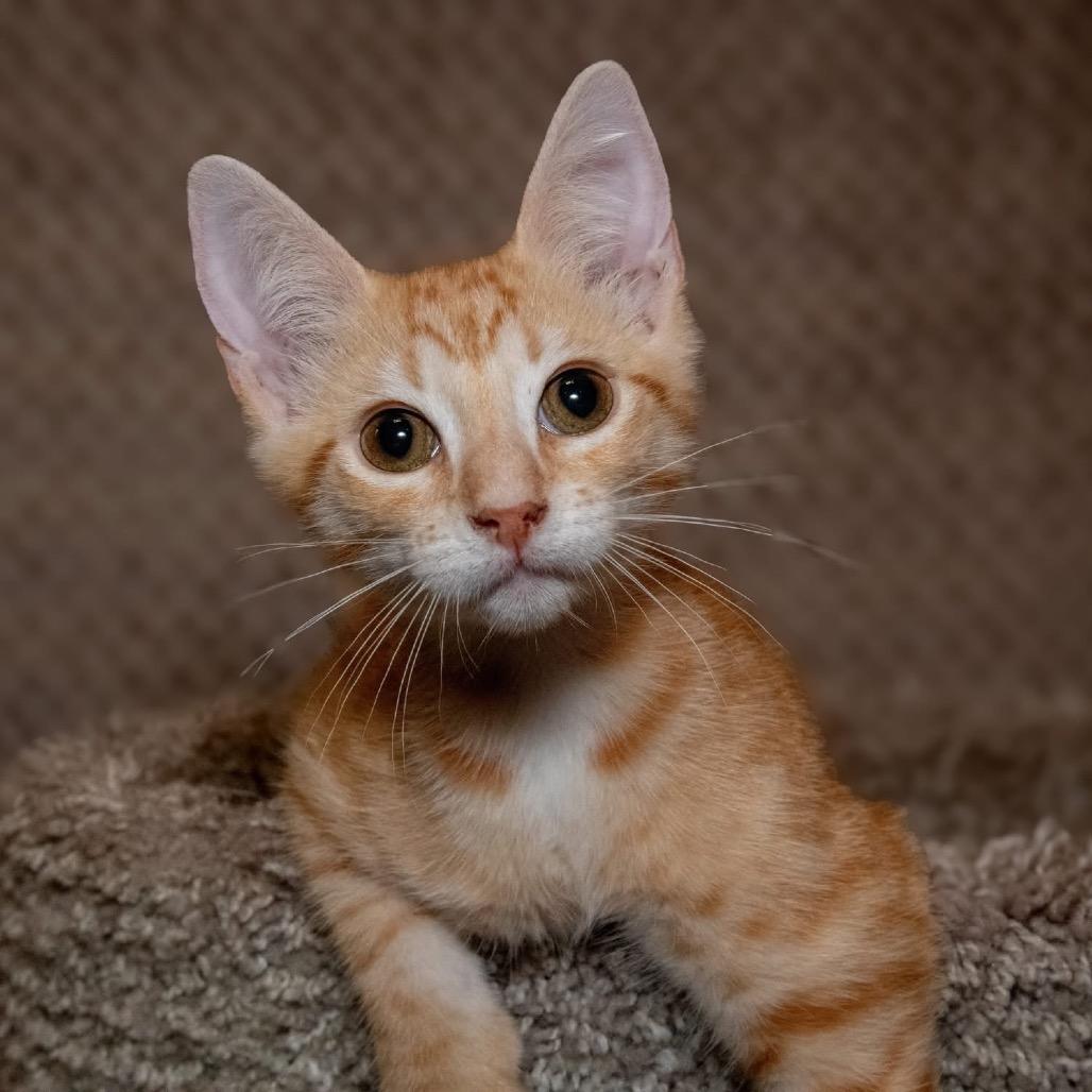 Gannon, a Adoptable mixed breed in Santa Fe, TX image 4/5