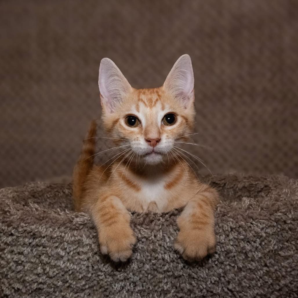 Gannon, a Adoptable mixed breed in Santa Fe, TX image 5/5