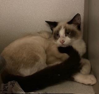 Sandcastle, Adoptable, Young Male Domestic Medium Hair.