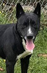 Fido, a Adoptable Carolina Dog in Carrollton, GA image 1/3