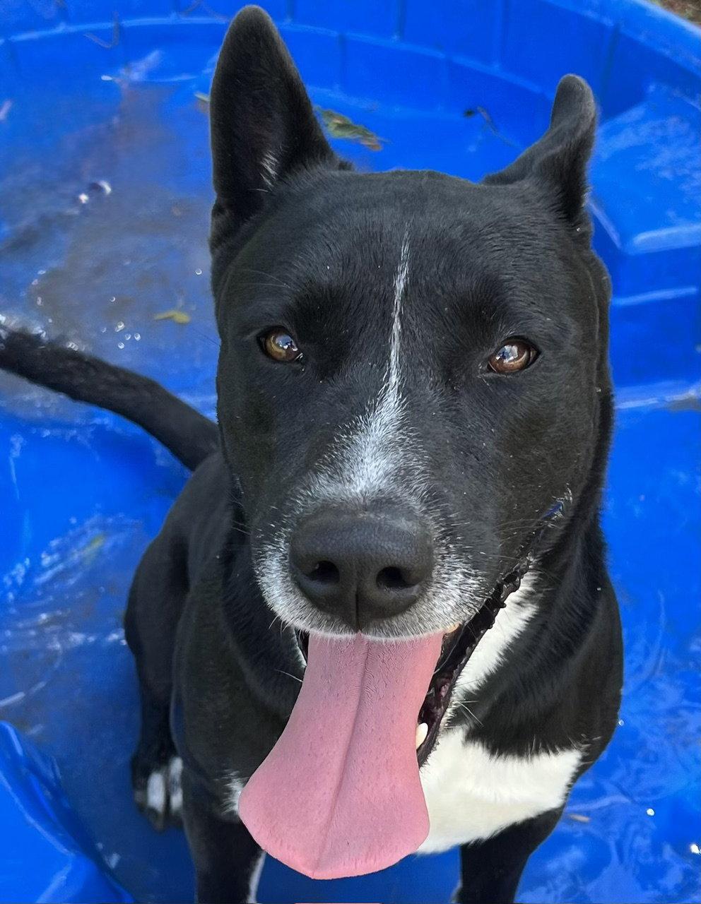 Fido, a Adoptable Carolina Dog in Carrollton, GA image 2/3