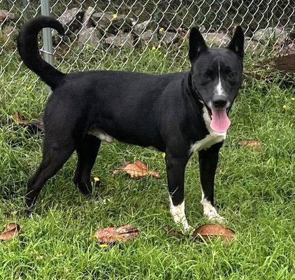 Fido, a Adoptable Carolina Dog in Carrollton, GA image 3/3